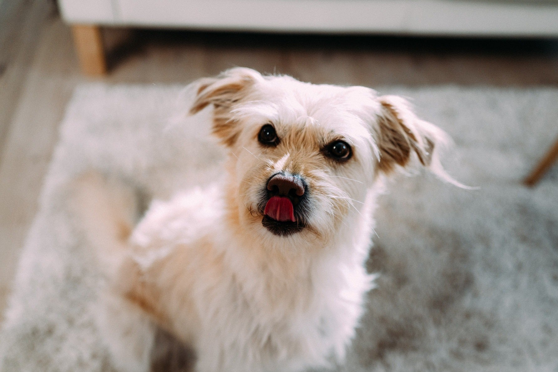 5 ways to mentally stimulate your dog – Go Dogo