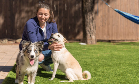 Two dogs with owner on artificial grass lawn