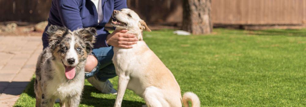 dogs with owner on artificial grass lawn