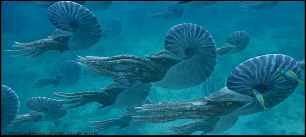 molluscs ammonites squids snails kin darwin and wallace a