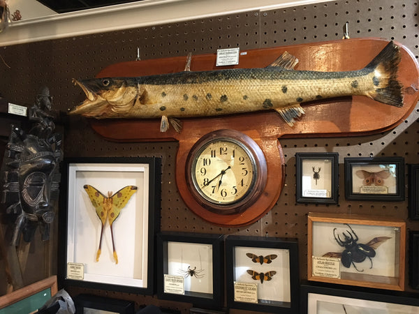 Barracuda clock taxidermy