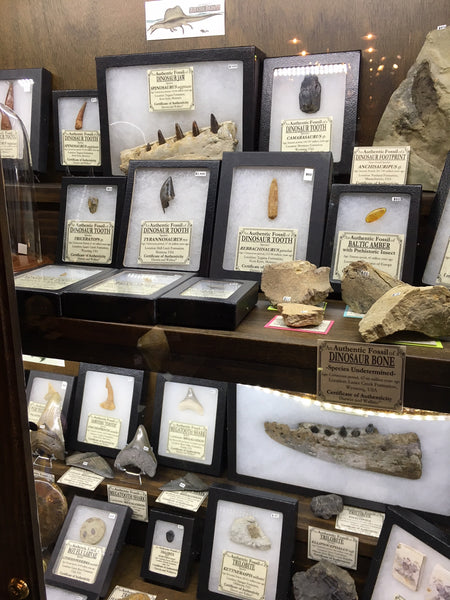 An array of fossils