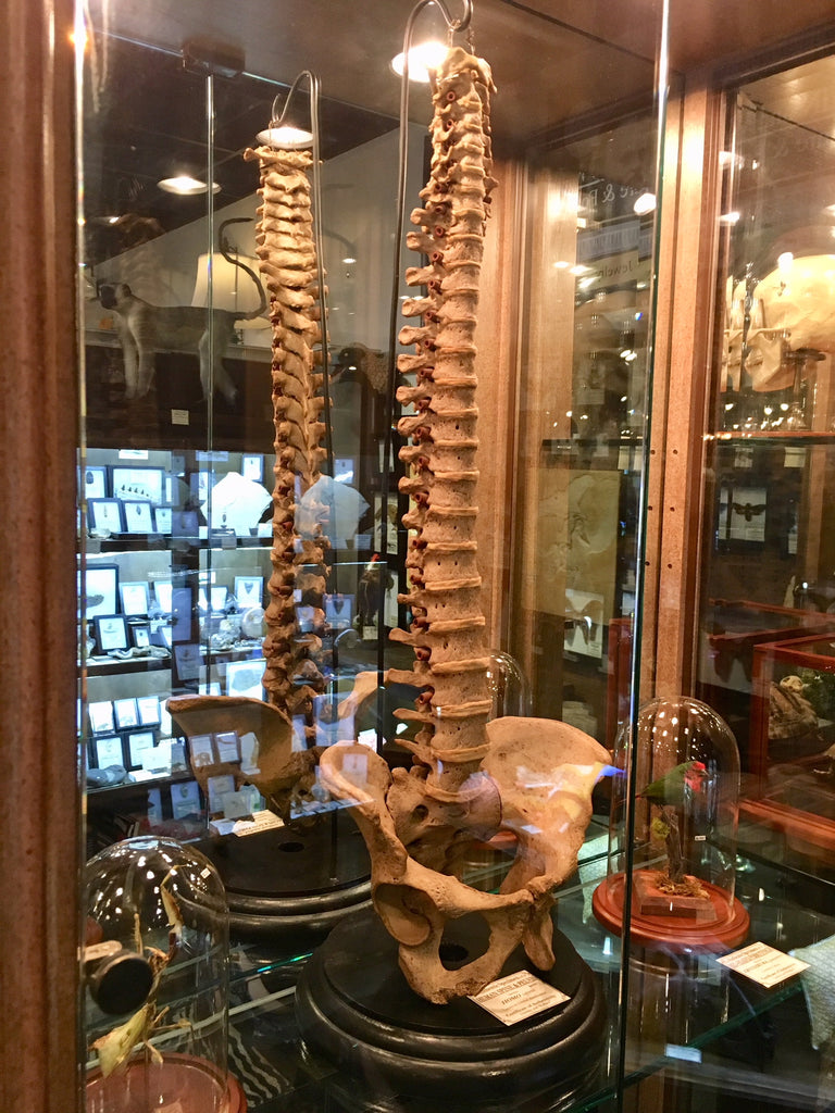 Human spine and pelvis