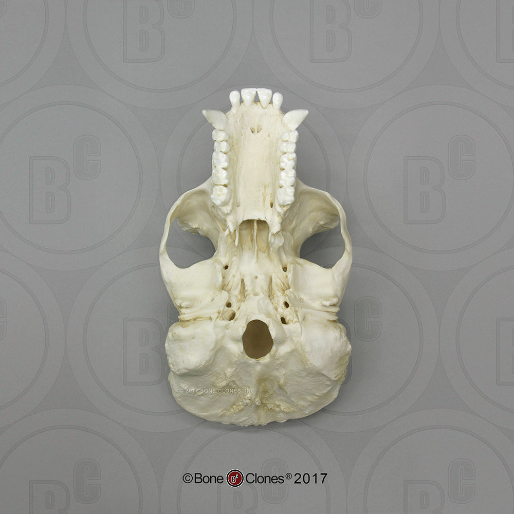 giant gorilla skull exist