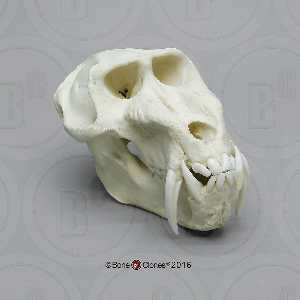 Monkey Skull (Mandrill Baboon - male) Cast Replica - Mandrillus sphinx