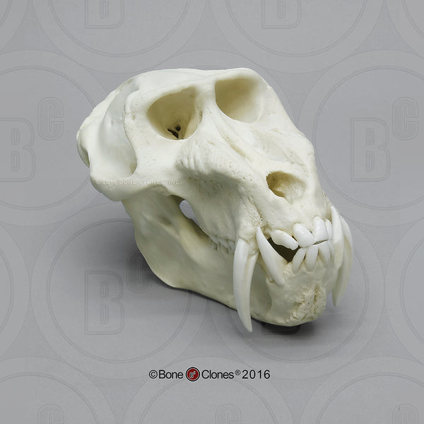 Monkey Skull Mandrill Baboon Male Cast Replica Mandrillus Sphinx   E8C07BFC 19BF 4139 9FF2 57B26CB021B5 Grande 