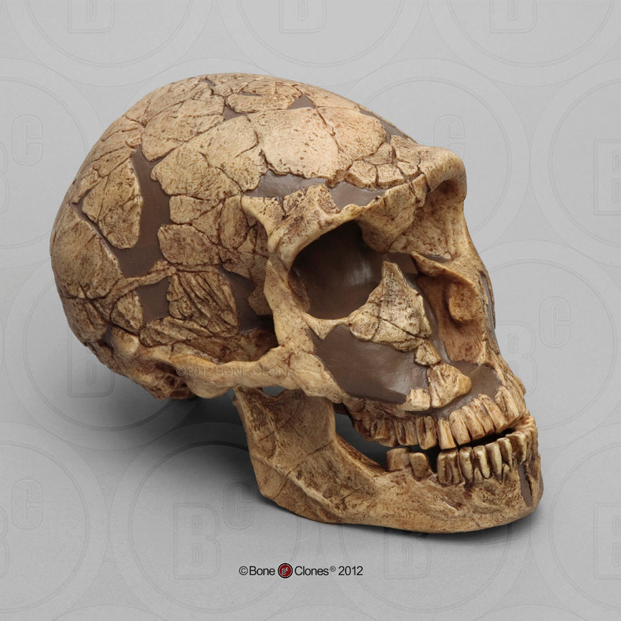 neanderthal skull front