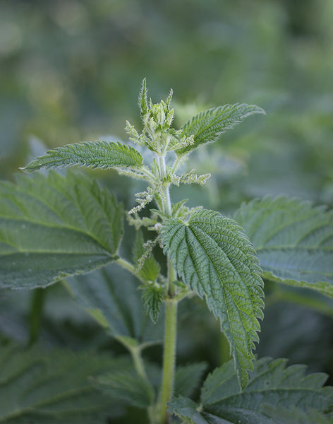 Stinging Nettle - The King of Finnish Wild Vegetables – METTÄ nordic