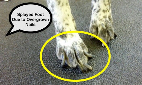 Splayed Dog Foot