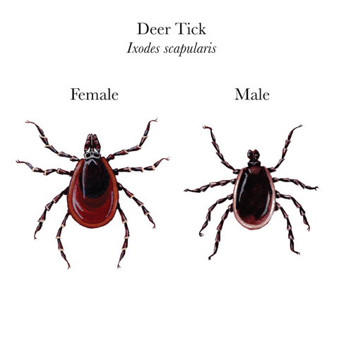 Deer Tick are commonly found in New Hampshire. 