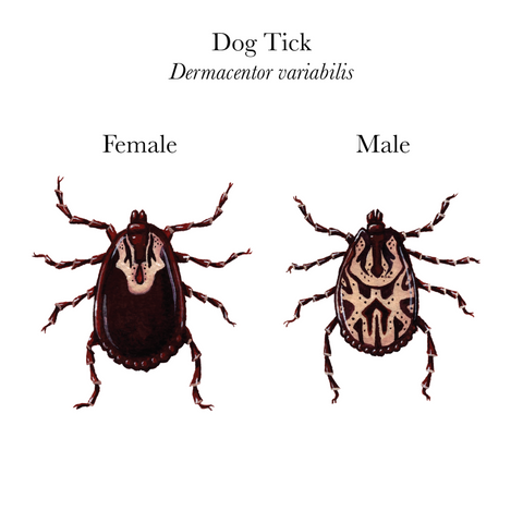 The Dog Tick commonly found in New England and can affect your dog living on the Seacoast of New Hampshire.