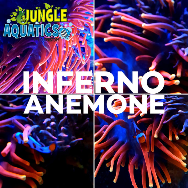 Inferno Anemone