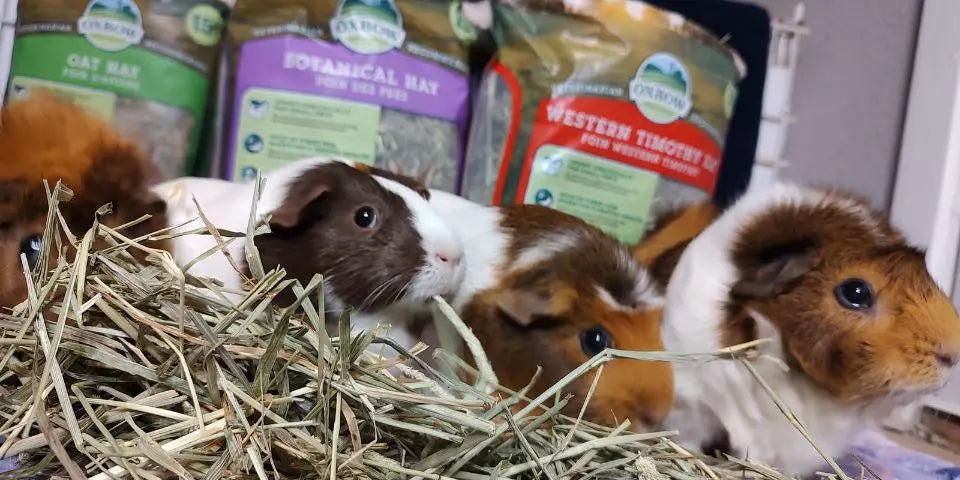 What Are The Best Types Of Hay For Guinea Pigs?