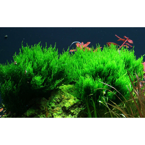 IC812 ADA Tissue Culture - Taxiphyllum Barberi (cup size: Short) – Aqua  Forest Aquarium
