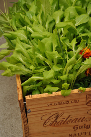 container gardening in wine box treated with olive oil