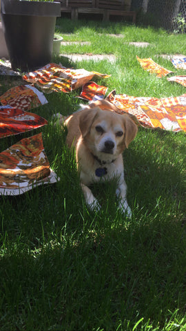 cute dog laying in grass with vintage fabrics