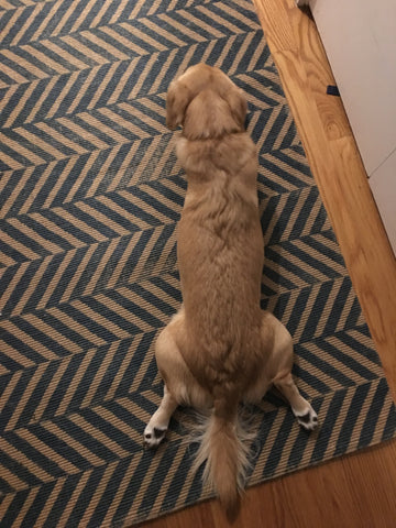 dog sploot frog legs