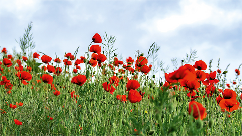 Red poppies