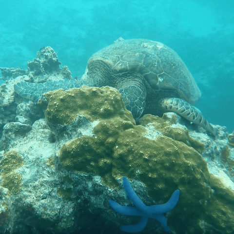 big turtle sleeping on a rock underwater with a blue starfish