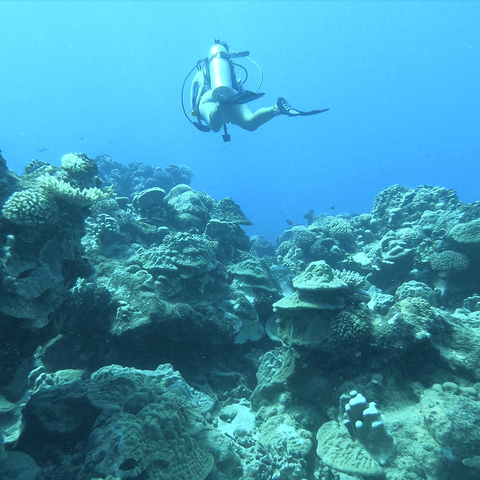 scuba diver swimming underwater over coral reefs