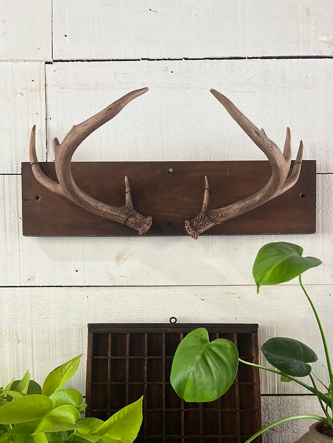 3 Point Deer Antler Set