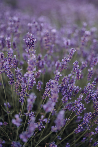 LAVENDEL