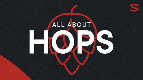 All About Beer Hops 
