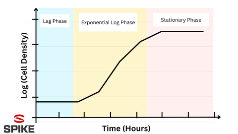 Fermentation Phases Graph