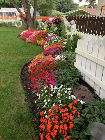 Flower garden along white picket fence. Impatiens and coleus are colorblocked to create a stunning display