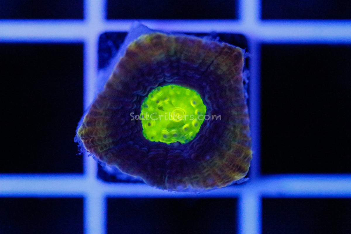 Dragon Soul Prism Favia Coral D327