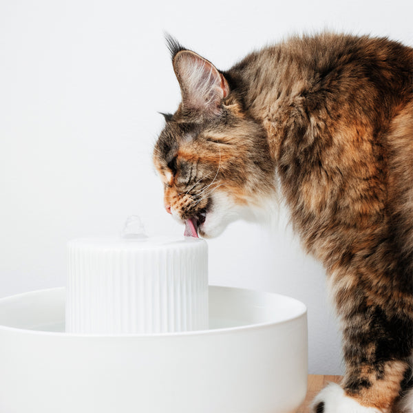 LucyBalu - Trinkbrunnen TREVI für Katzen aus Keramik