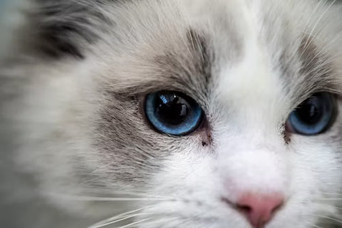 Ragdoll Augen