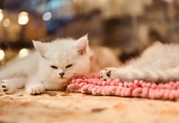 angora Katze Kitten