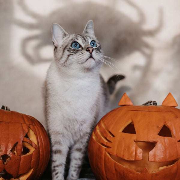 Halloween Katze geschichten