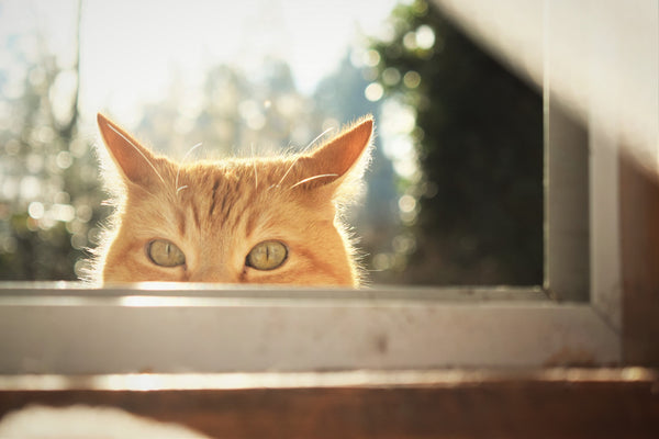 Katze vor Fenster Sicherheit