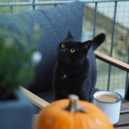 schwarze Katze Halloween