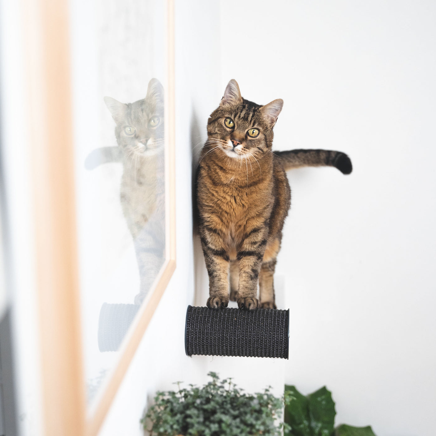 Kletterwand für Katzen: Katzenmöbel für die Wand Getaggt "Klettern ... - Jumper Hupfstamm UnD Kletterstufe Lucybalu 666511 1400x