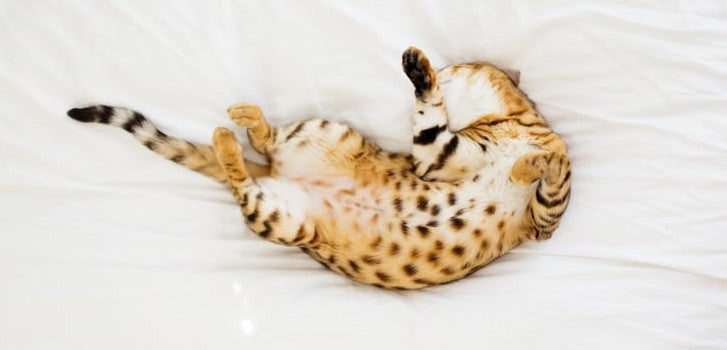 Bengalkatze schlafend