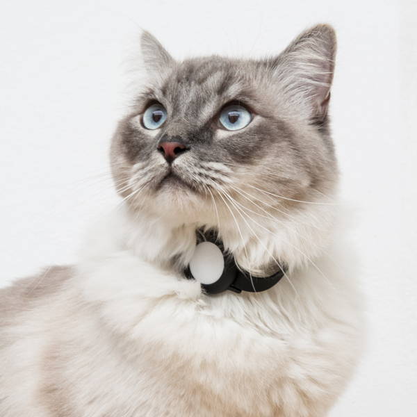 Tractive GPS cat tracker - collier GPS chat - à attacher sur votre