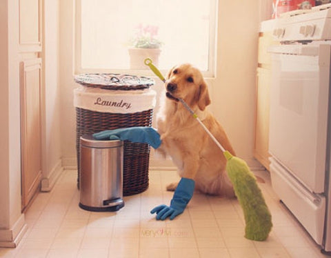 dog cleaning