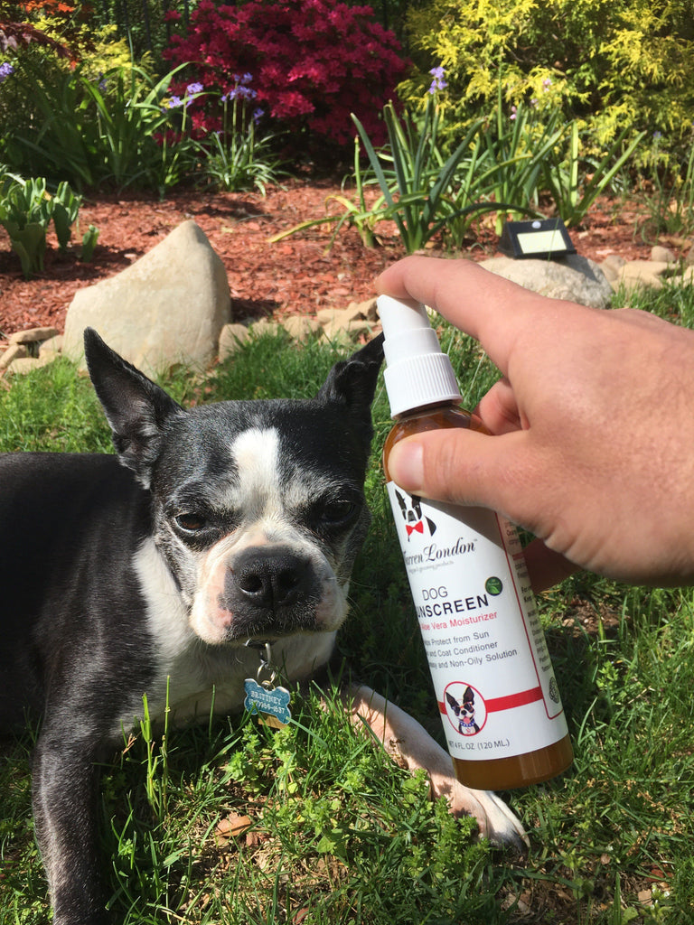 warren london dog sunscreen