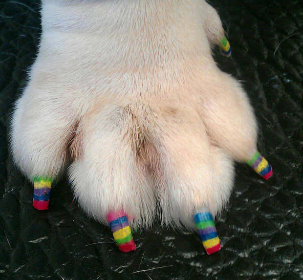 why do dogs have different colored nails