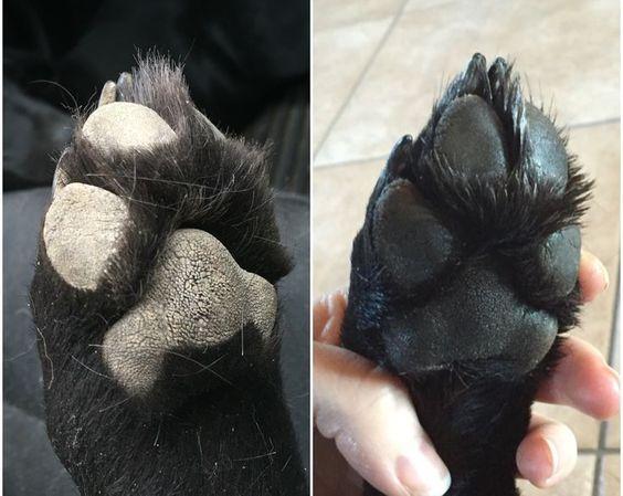 moisturizing dogs paw pads