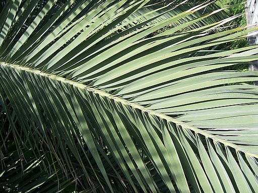 Raffia Palm Branch
