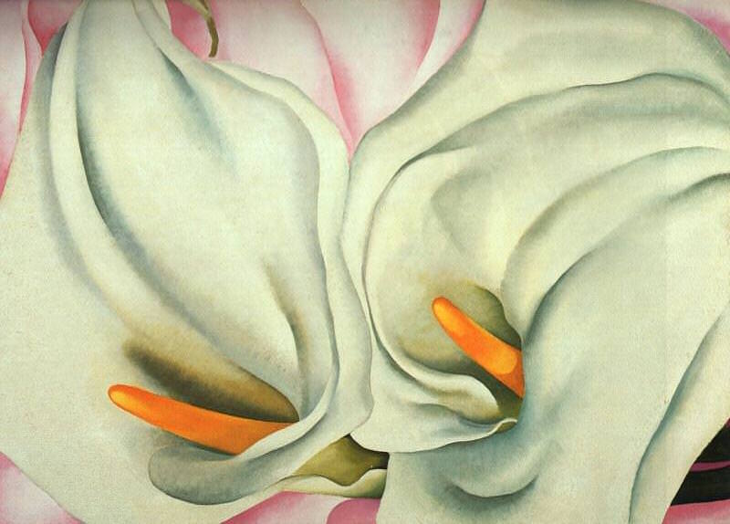 two-calla-lily-on-pink