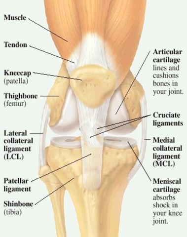 A diagram of the knee shows how the bones and jones connect in the knee.