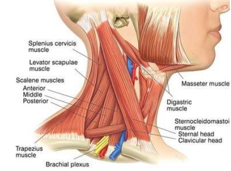 A diagram shows the various muscles in the neck.