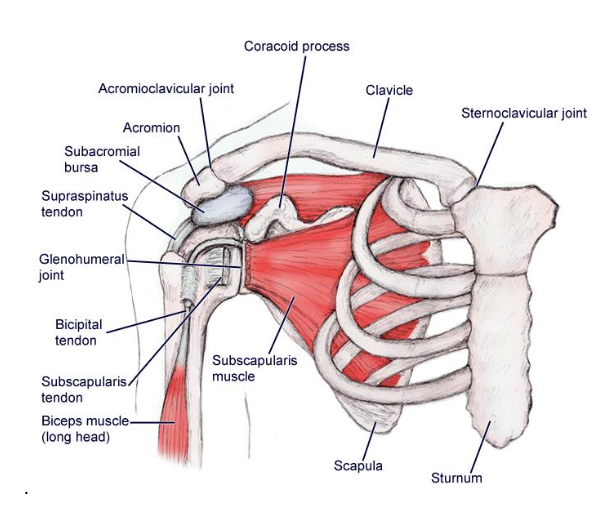 A diagram shows the different muscles and tendons in a shoulder.