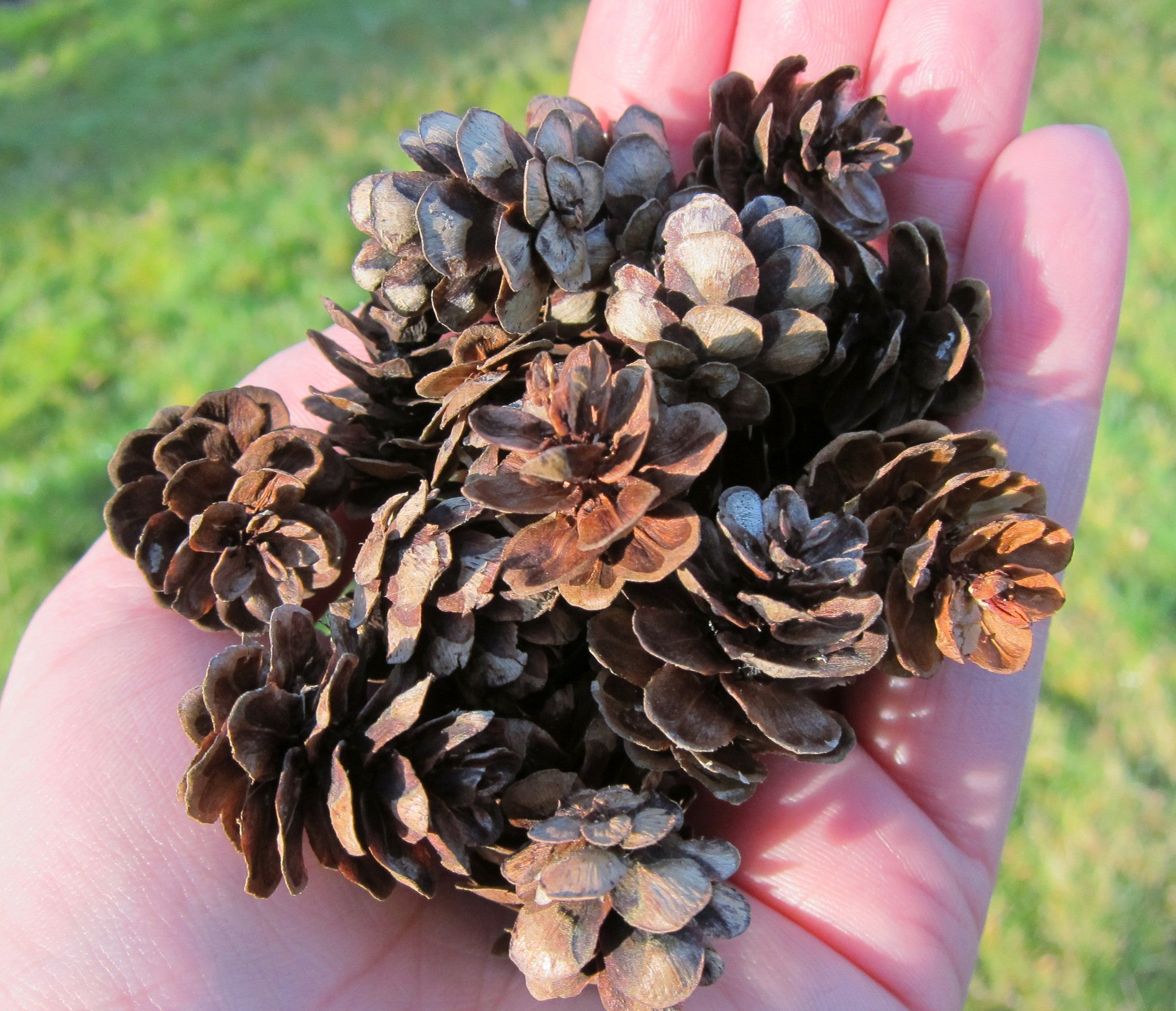 pine cones