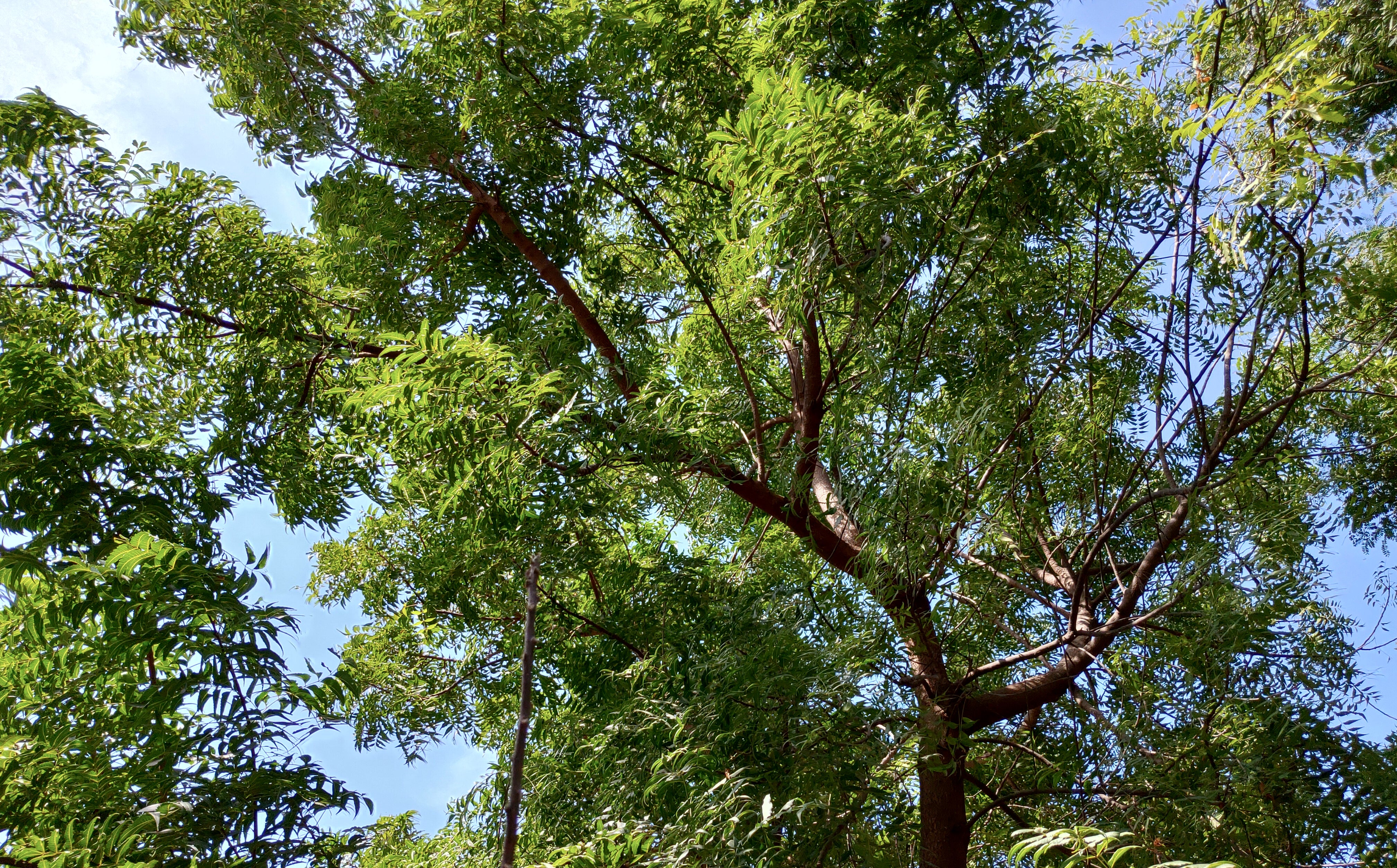 nativeneem-tree-cluster